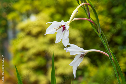 Photos White Gladiolus Murielae flower blooming in the garden, a native species of East