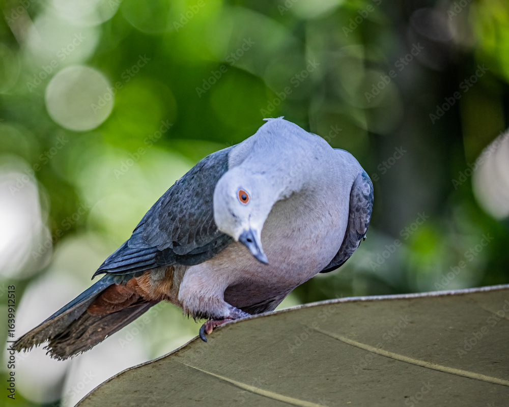 Obraz premium Imperial Pigeon