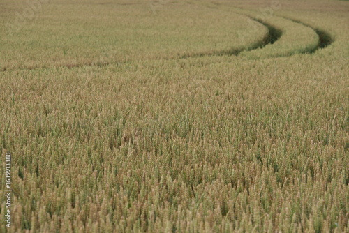 Weizen - Weichweizen - Brotweizen - Poaceae - Triticeae 1
