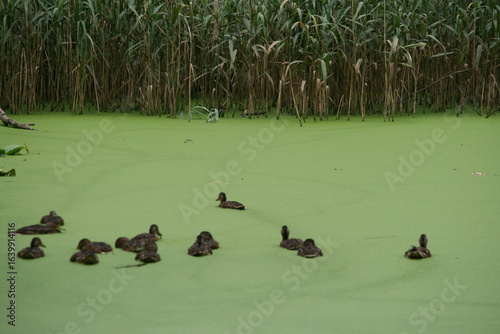 Stockenten auf einem Teich mit Entenflott (kleien Wasserlinse - Anas platyrhynchos  - Lemna minor 2