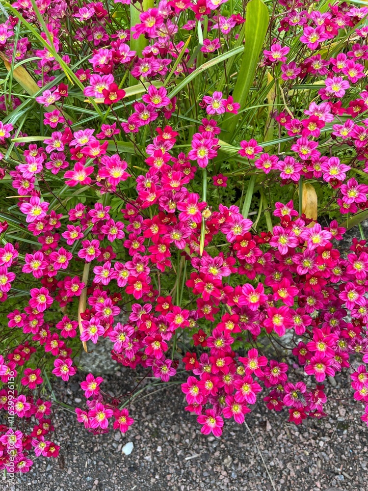 Fototapeta premium Saxifraga arendsii Blutenteppich.Dense bright red blooming groundcover saxifraga .Plants for rock gardens and rockeries.Floral background