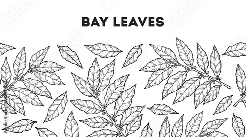 Bay leaf sketch. Horizontal seamless pattern. Hand drawn vector illustration. Kitchen spice