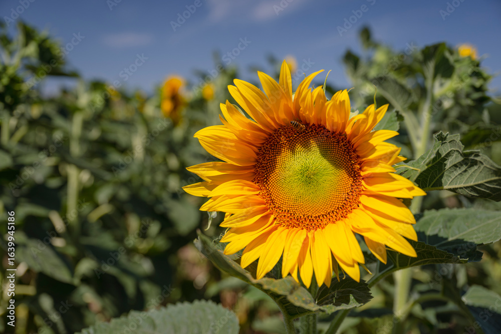 Fototapeta premium Birds in South Moravia