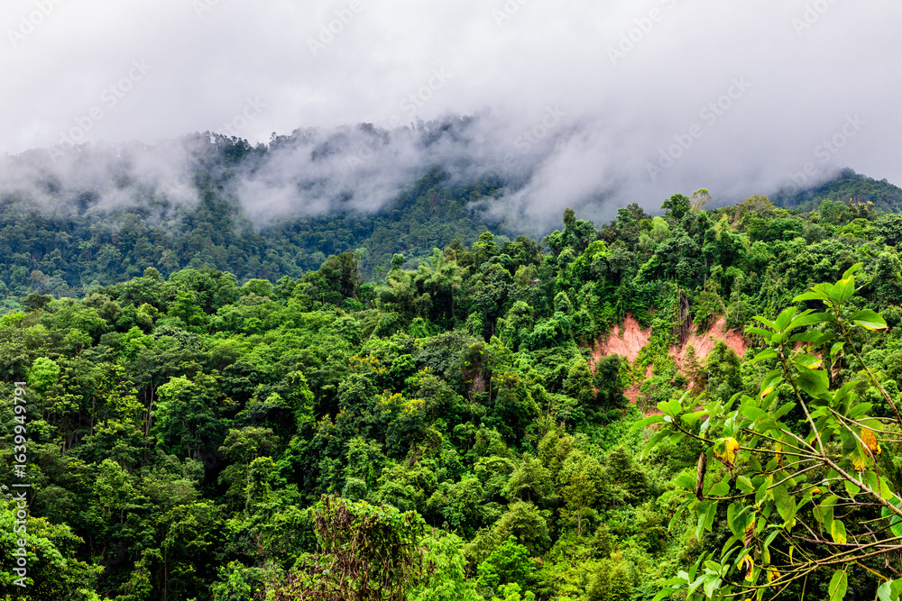 Fototapeta premium Idyllic landscape with winding river, rolling hills, and mist drifting through pine forests. Wind-swept trees along a mountain river under dramatic sky with moving clouds.