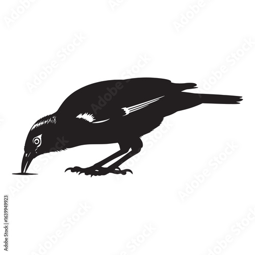 Distinctive Mynah Silhouette – Mynah Vector Artwork for Professional Use – Mynah Illustration – Bird Silhouette – Silhouette of Mynah

