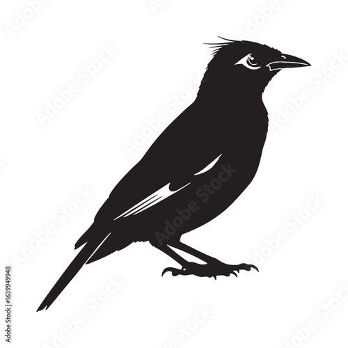 Elegant Mynah Silhouette – Mynah Bird Vector Graphic for Creative Projects – Black Vector of Mynah

