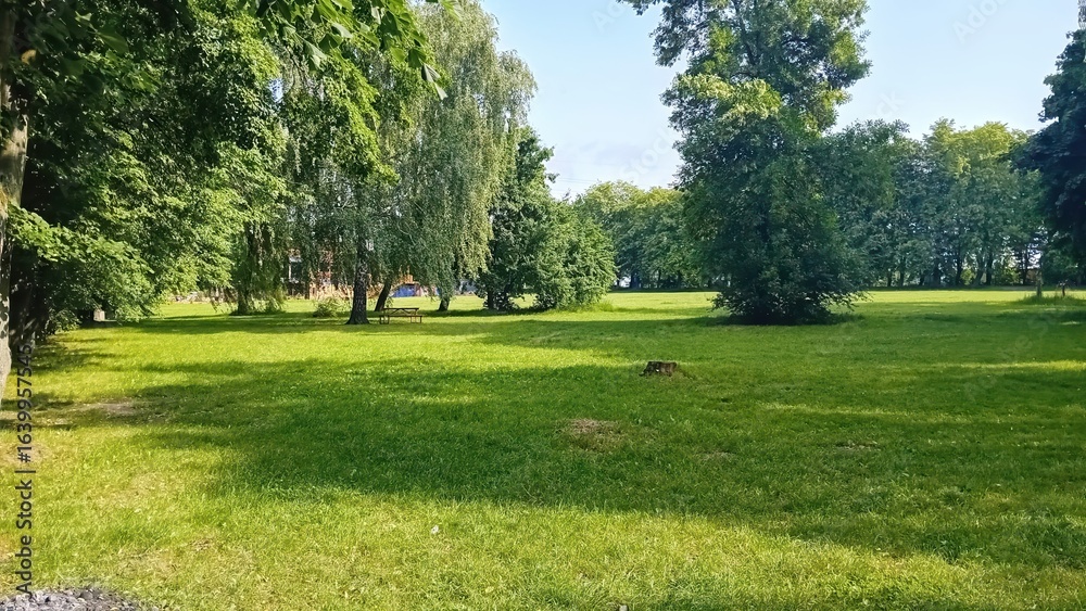 Obraz premium A Beautiful and Lush Green Park That Is Filled with Tall Trees on a Bright and Sunny Day