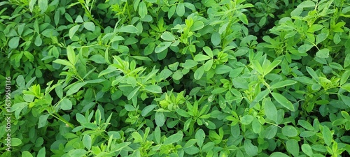 A stunning and vibrant view of a lush green alfalfa field that showcases its beauty