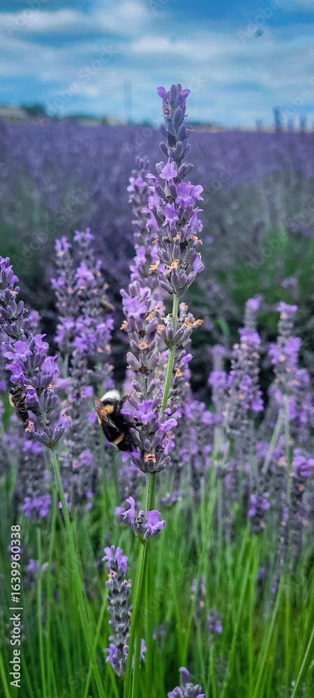 Obraz premium A beautiful lavender field filled with bees actively pollinating vibrant flowers all around
