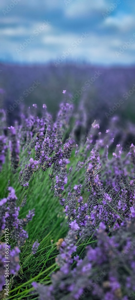 Obraz premium Vibrant Lavender Field Under a Vast Blue Sky Spreading Out for All to See and Appreciate