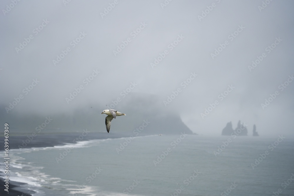 Fototapeta premium Basalt Sea Stack and Black Sand Beach in Misty Iceland