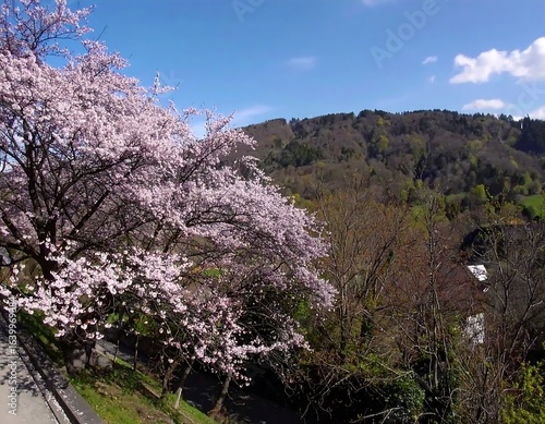 Blooming cherry blossoms over a valley