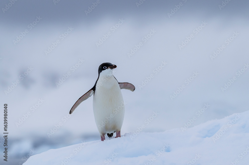 Obraz premium Adelie penguins on an ice burg in Antarctic peninsula.