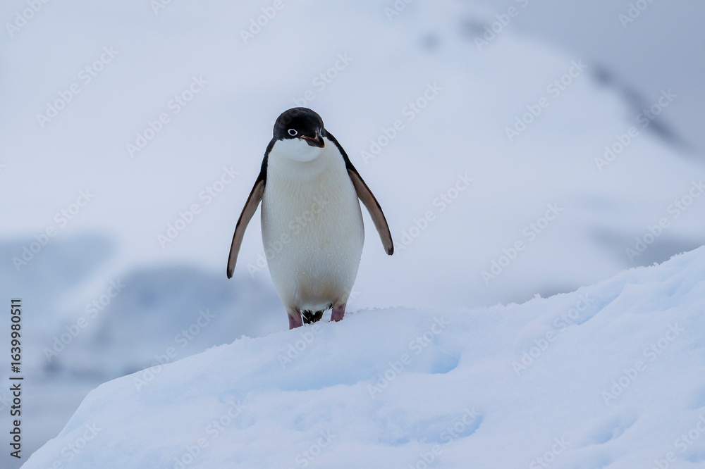 Fototapeta premium Adelie penguins on an ice burg in Antarctic peninsula.