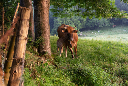 brown cow feeds her calf in meadow early in morning