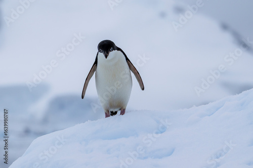 Adelie penguins on an ice burg in Antarctic peninsula.