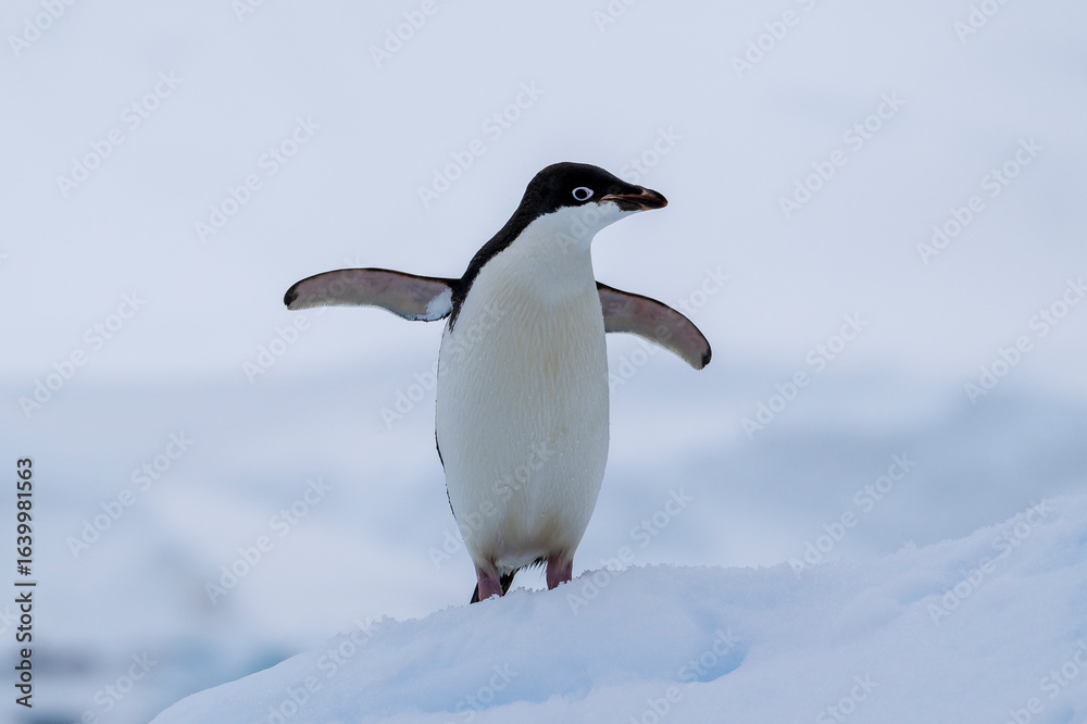 Obraz premium Adelie penguins on an ice burg in Antarctic peninsula.