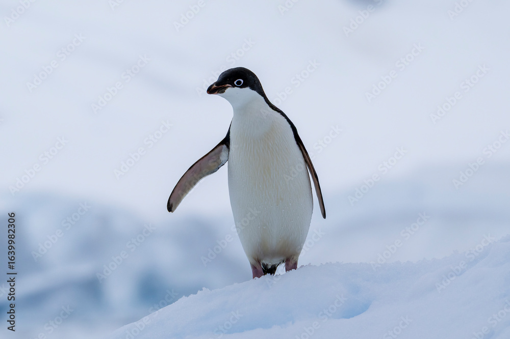 Obraz premium Adelie penguins on an ice burg in Antarctic peninsula.