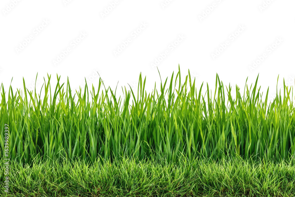 Fototapeta premium Lush green grass blades