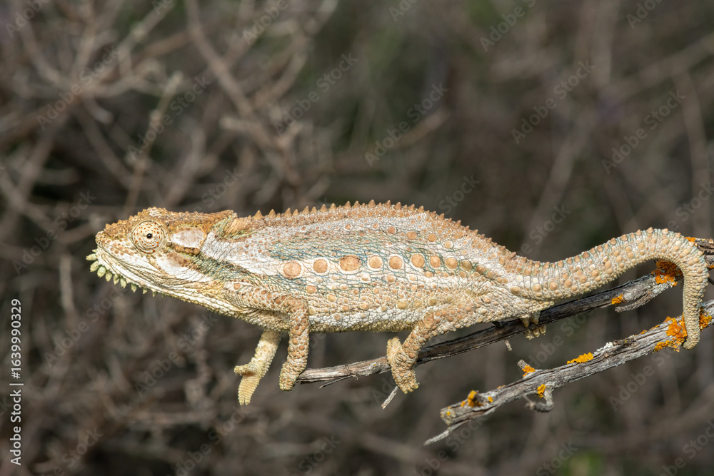 Obraz premium A stunning Robertson Dwarf Chameleon (Bradypodion gutturale), also known as a Little Karoo dwarf chameleon, climbing in the fynbos in the Western Cape, South Africa