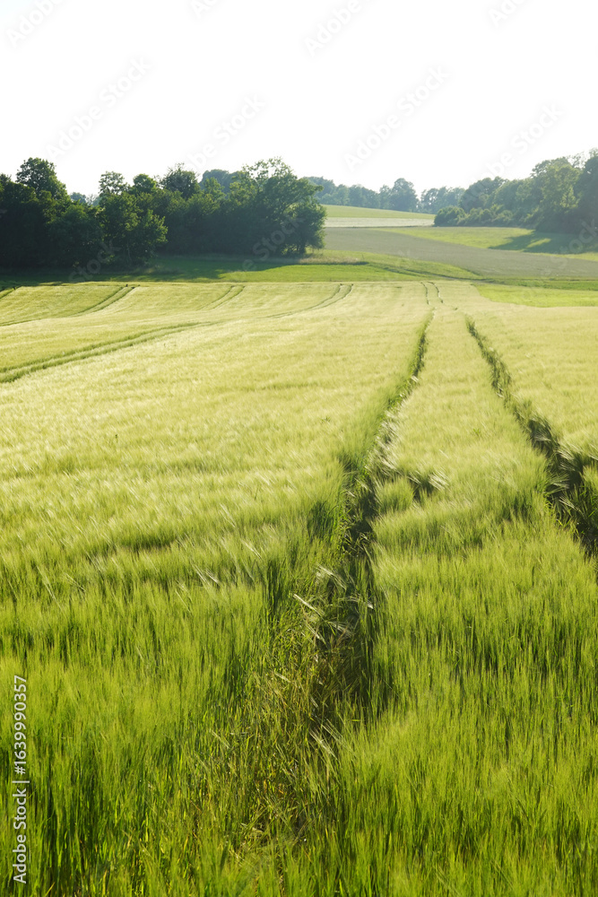 Fototapeta premium The landscape of Baden Wuerttemberg, the Schwabisch Alb 