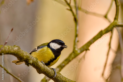 blue tit on branch