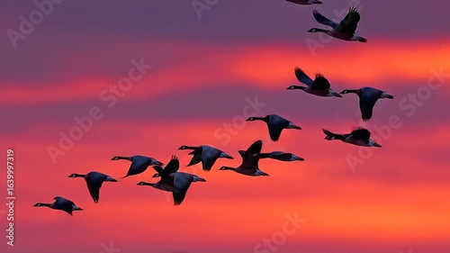 A flock of geese flying in V formation at sunset