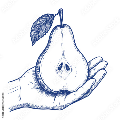 Blue ballpoint pen doodle pear in hand, hand-drawn sketch isolated on white vector illustration


