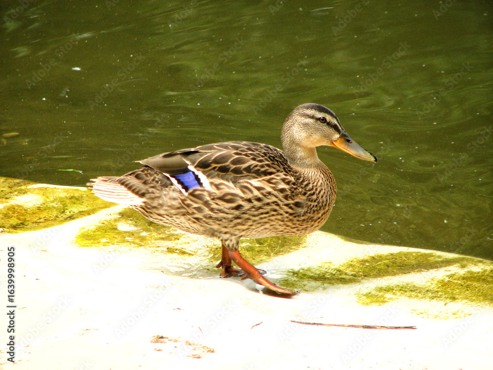 cute ducks in the park cute ducks in the park