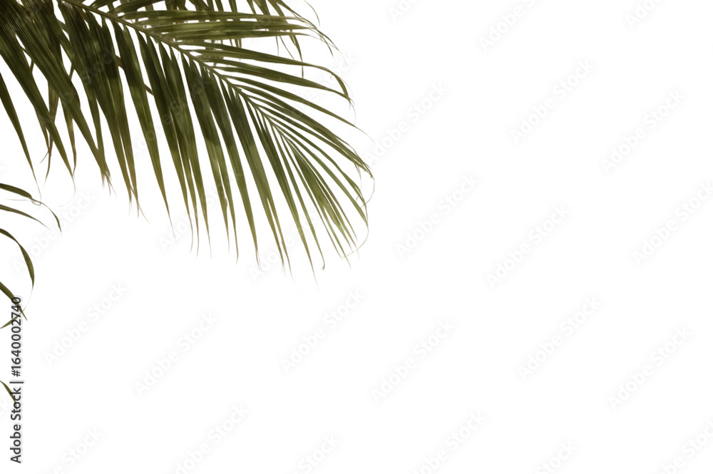 Obraz premium Palm Leaf's Elegance: A close-up shot capturing the intricate beauty and elegant texture of a vibrant palm leaf, highlighting its natural form against the simplicity of its surroundings. 
