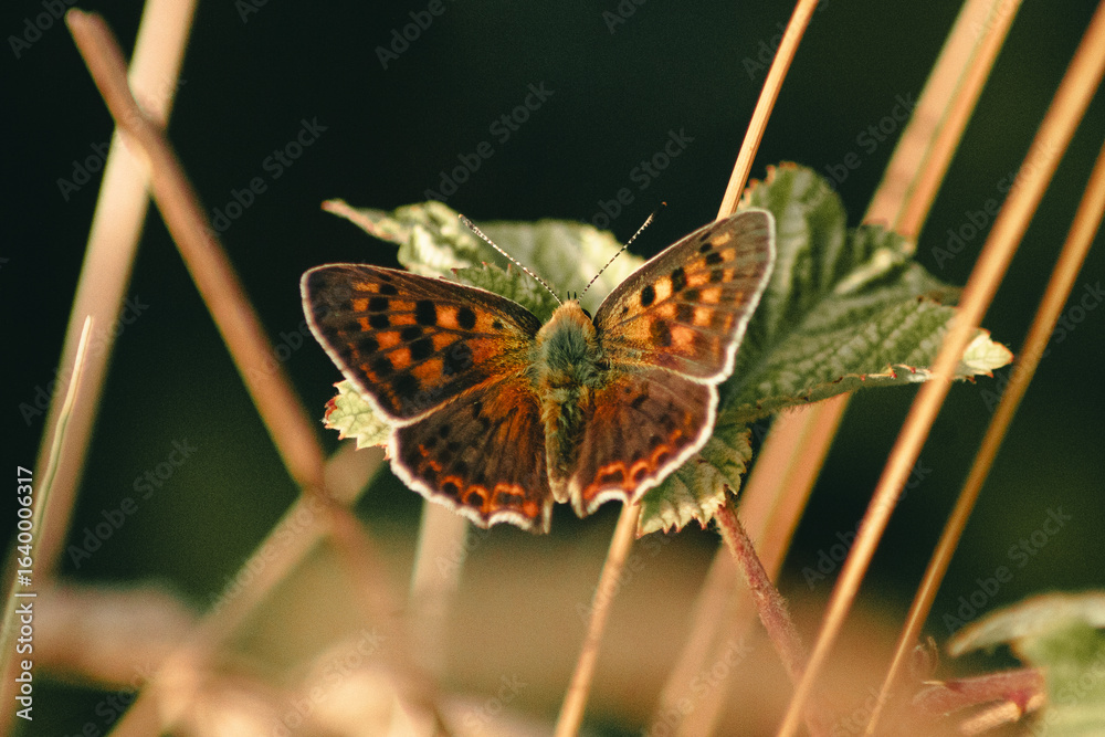 Obraz premium ORANGE BUTTERFLY