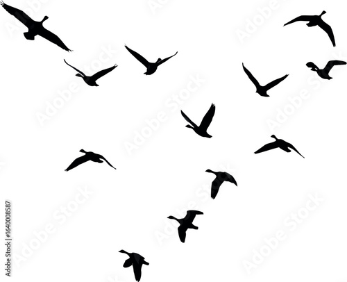 V formation flock of birds flying silhouette