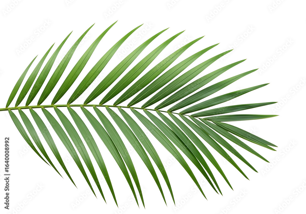 Obraz premium Green palm leaf isolated on transparent background