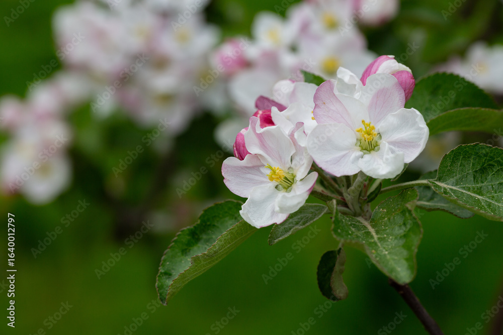 Obraz premium Blooming apple blossom. Garden apple tree