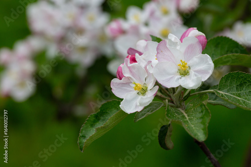 Blooming apple blossom. Garden apple tree