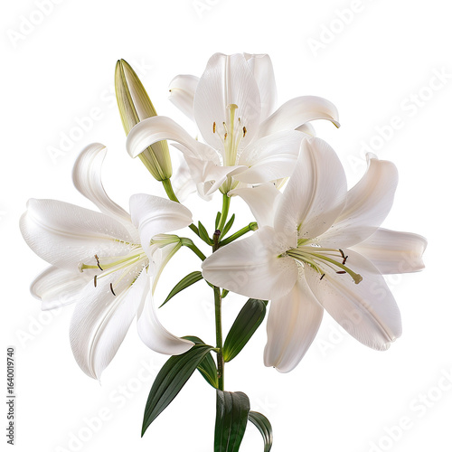 White lilies bouquet, studio shot, dark background, sympathy card