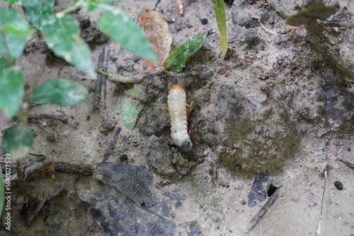 Cuadro en lienzo larva also known white grub which is the larval stage of a cockchafer beetle fou