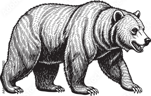 Engraved Style Grizzly Bear Vector Illustration