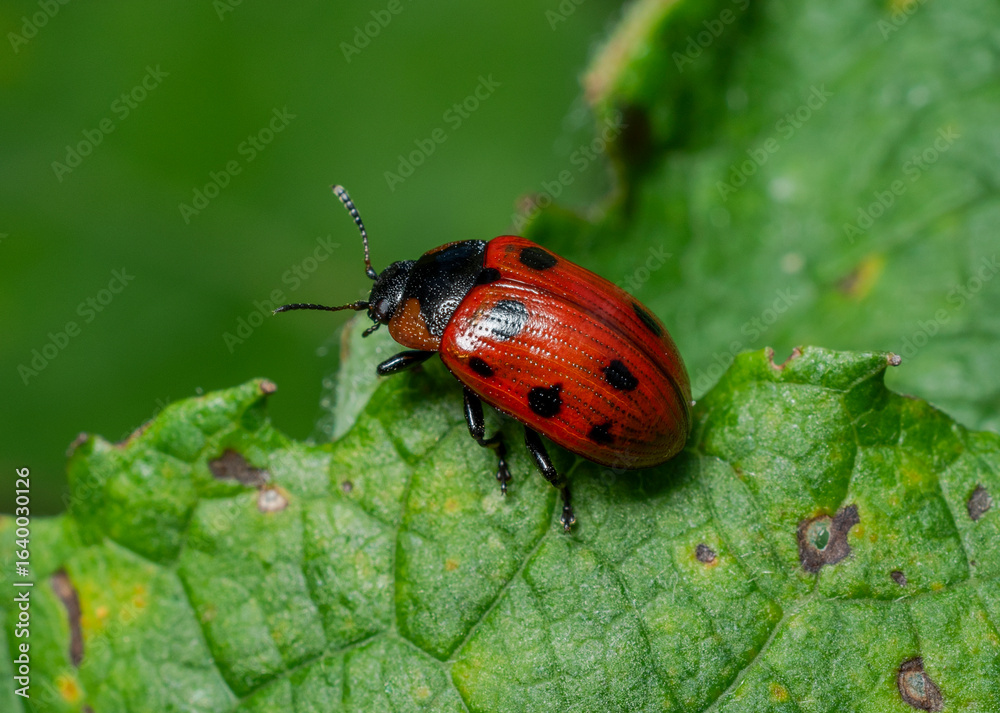 Fototapeta premium The red ladybug with stripes on its wing cases is crawling on a green leaf in the grass.