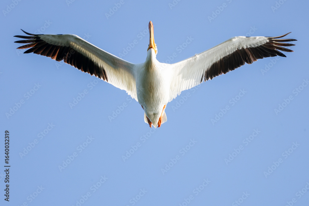 Fototapeta premium American White Pelican is flying in the sky