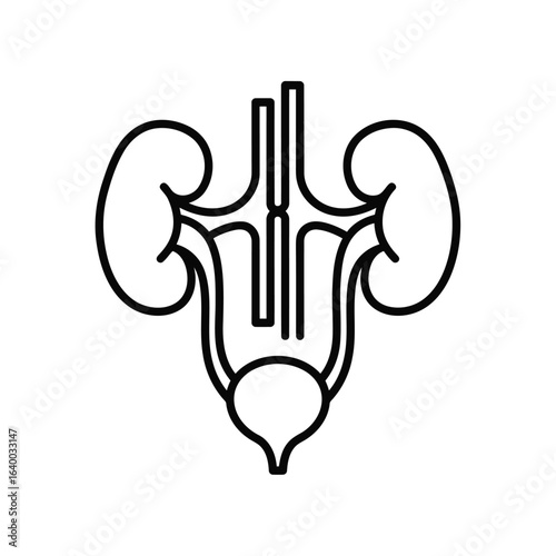 Illustration of the human urinary system featuring kidneys ureters and bladder for medical or educational purposes