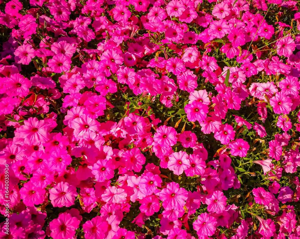 Background with fuchsia petunia flowers Background with fuchsia petunia flowers