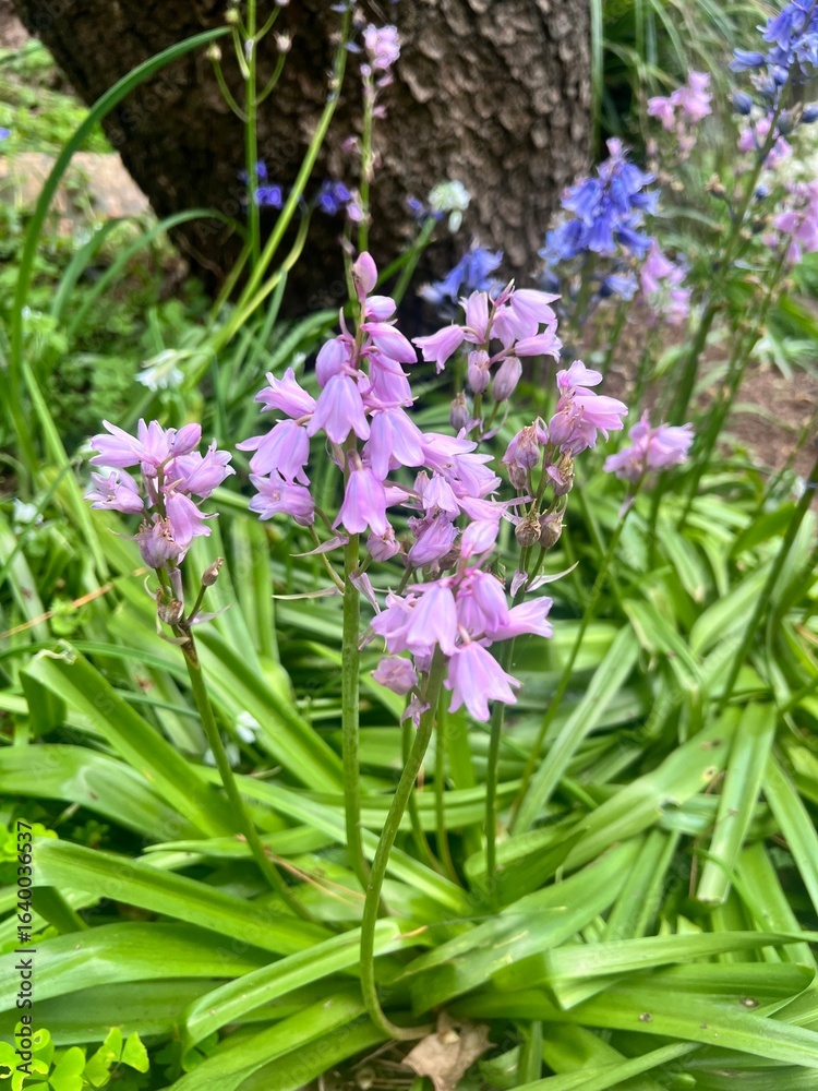 Obraz premium lilac flowers in the garden