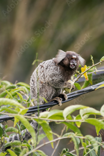 Common marmoset standing in cable, eating banana
