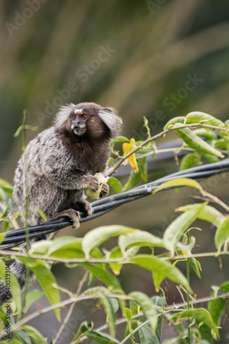 Common marmoset standing in cable, eating banana