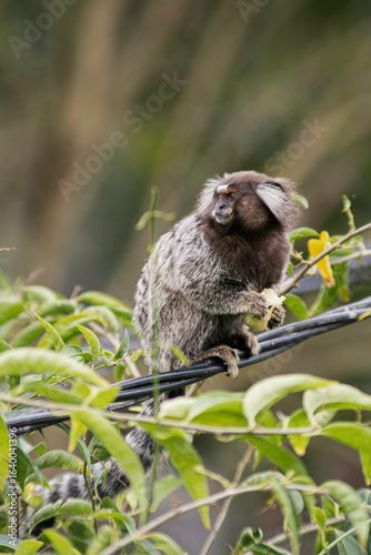 Common marmoset standing in cable, eating banana