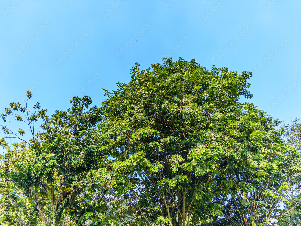 Fototapeta premium top canopy of a large, lush green tree stands out against a clear blue sky. The image captures the dense foliage and the natural beauty of the tree.