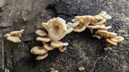 Fotografie Mushroom cluster on decaying tree trunk nature photography showcasing fungal div