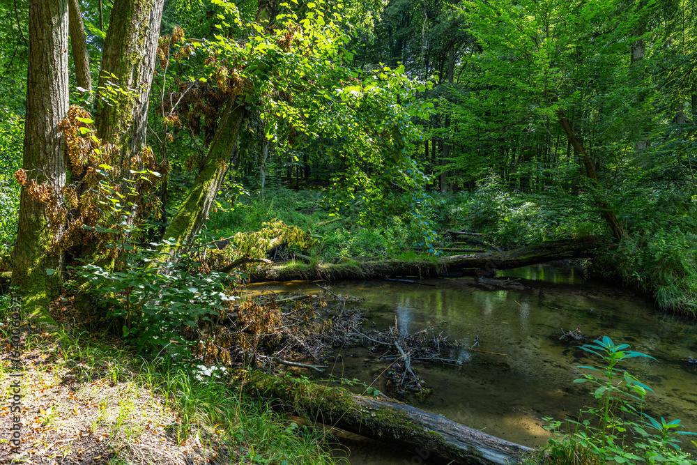 Obraz premium Uferbaum mit Bruchholz in der Pulsnitz