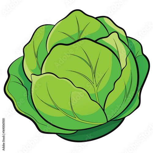 Green cabbage head vector illustration isolated on a pure white background